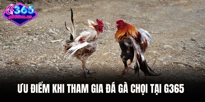 Đá Gà Chọi – Sàn Đấu Rực Lửa Của Những Chiến Kê Huyền Thoại 2 Ưu điểm khi tham gia đá gà chọi tại G365