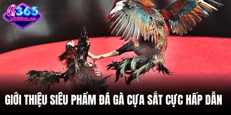 Giới thiệu siêu phẩm đá gà cựa sắt cực hấp dẫn