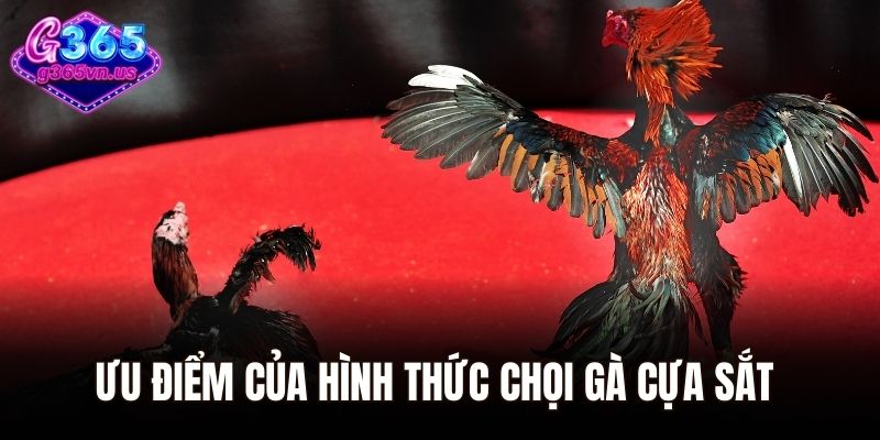Ưu điểm của hình thức chọi gà cựa sắt