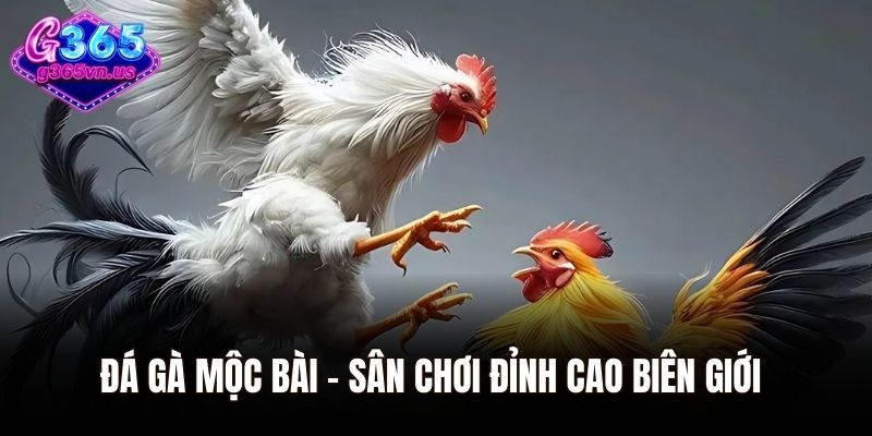 Đá gà Mộc Bài - Sân chơi đỉnh cao biên giới