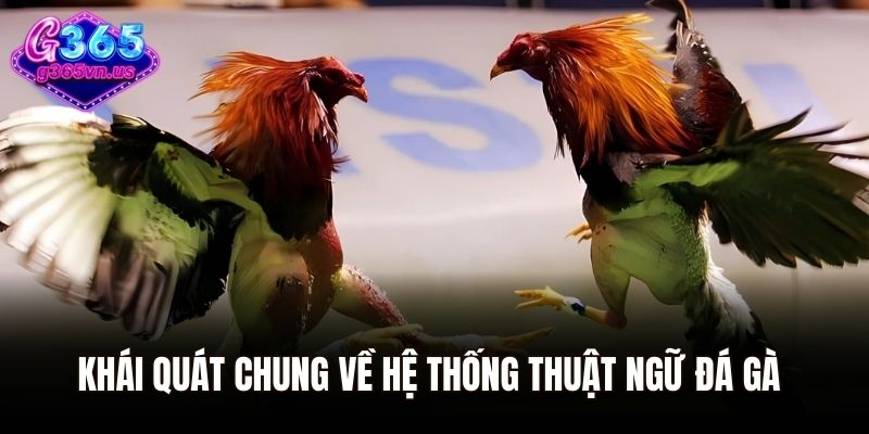Tổng Hợp Thuật Ngữ Đá Gà G365 Dành Cho Người Mới 1 Khái quát chung về hệ thống thuật ngữ đá gà