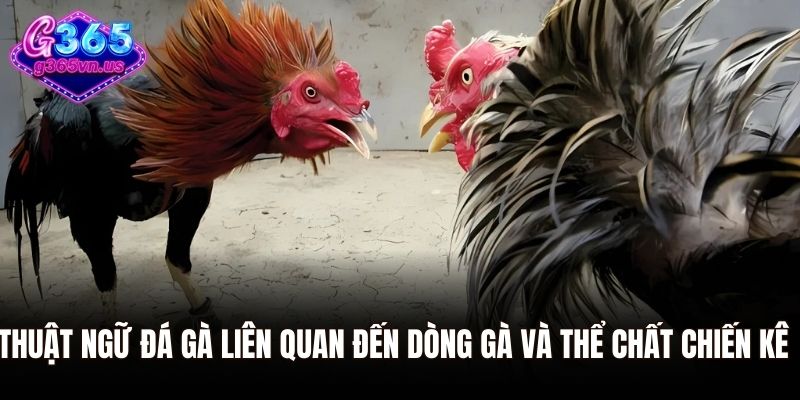 Tổng Hợp Thuật Ngữ Đá Gà G365 Dành Cho Người Mới 2 Thuật ngữ đá gà liên quan đến dòng gà và thể chất chiến kê