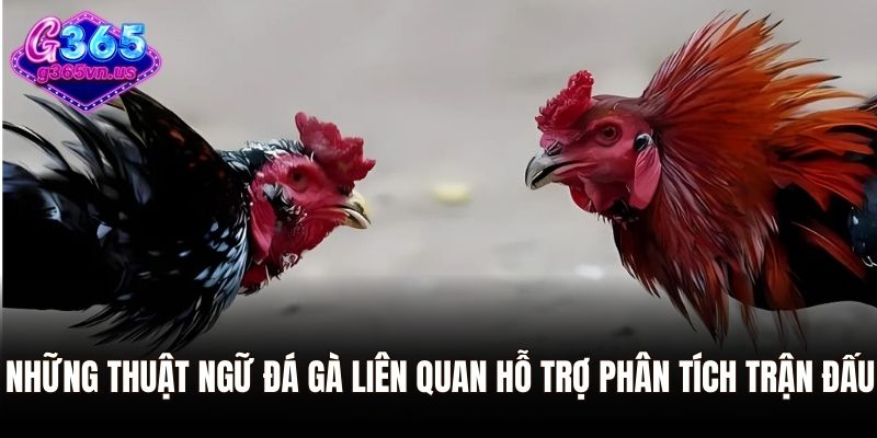 Tổng Hợp Thuật Ngữ Đá Gà G365 Dành Cho Người Mới 3 Những thuật ngữ đá gà liên quan hỗ trợ phân tích trận đấu