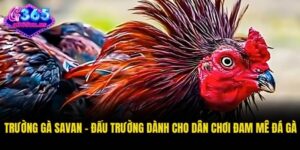Thuật ngữ đá gà